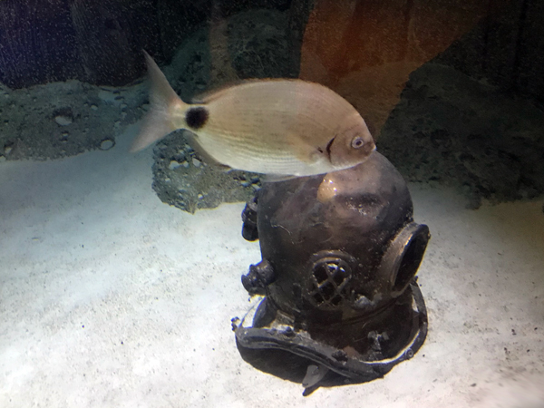 fish at Sea Life Aquarium